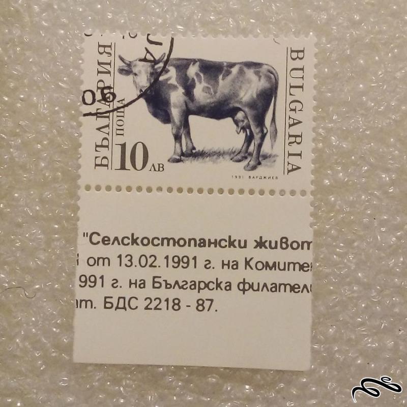 تمبر زیبای بلغارستان 1991 گاو گمرکی (92)8