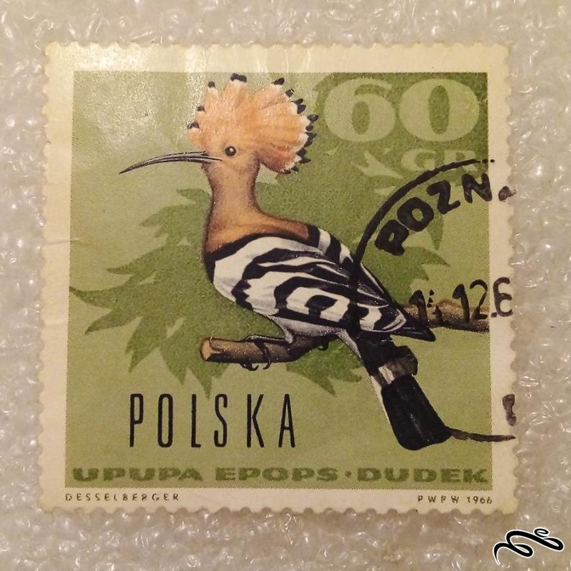 تمبر زیبای باارزش 1966 لهستان . پرنده (93)5